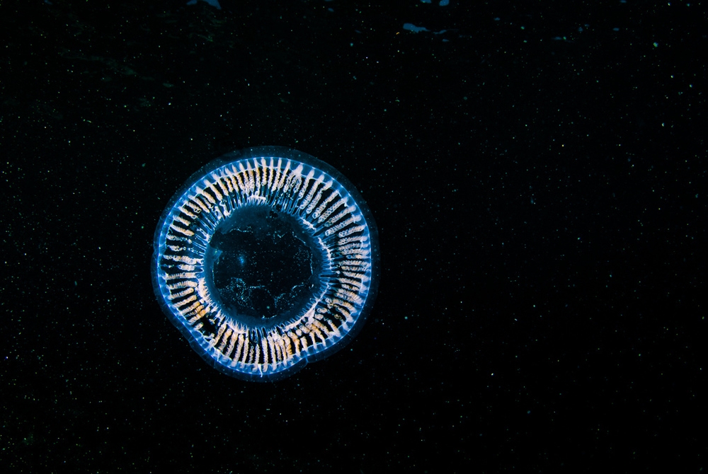 Yiannis Issaris -Marine Ecologist | Underwater Media Specialist | Scientific Diver